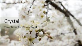  Presentation with spring tree - Cool new PPT theme with spring flowers on a tree backdrop and a mint green colored foreground