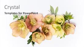  Presentation with white flowers - Beautiful slide set featuring spring-flowers-on-the-white backdrop and a sky blue colored foreground