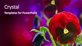  Presentation with pansy flower - Amazing slide deck having spring flowers pansy over black backdrop and a wine colored foreground