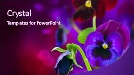  Presentation with pansy - Slide deck enhanced with spring flowers pansy over black background and a wine colored foreground