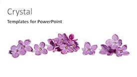  Presentation with purple spring - Colorful slide deck enhanced with spring-flowers-purple-lilac-flowers backdrop and a white colored foreground