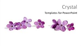  Presentation with purple spring - Theme having spring-flowers-purple-lilac-flowers background and a white colored foreground