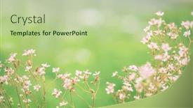  Presentation with mothers day floral - Audience pleasing slide deck consisting of spring-flowers-romantic-toned-floral backdrop and a mint green colored foreground