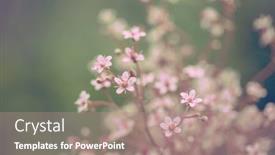  Presentation with vintage floral - PPT theme featuring spring-flowers-romantic-toned-floral background and a coral colored foreground