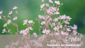  Presentation with mothers day floral - Cool new PPT layouts with spring-flowers-romantic-toned-floral backdrop and a gray colored foreground