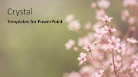  Presentation with mothers day floral - Slide deck enhanced with spring-flowers-romantic-toned-floral background and a coral colored foreground