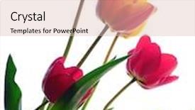  Presentation with tulips - Colorful presentation design enhanced with spring flowers tulips backdrop and a lemonade colored foreground
