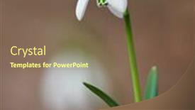  Presentation with snowdrop - PPT theme with spring flowers- white snowdrop in the forest background and a violet colored foreground