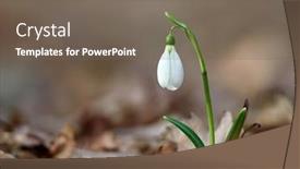  Presentation with snowdrop - Slide set having spring flowers- white snowdrop background and a gray colored foreground
