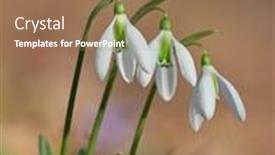  Presentation with snowdrop - Colorful slides enhanced with spring flowers- white snowdrop in the forest backdrop and a coral colored foreground