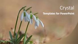  Presentation with snowdrop - Slide deck with spring flowers- white snowdrop in the forest background and a coral colored foreground