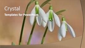  Presentation with snowdrop - Cool new PPT theme with spring flowers- white snowdrop in the forest backdrop and a coral colored foreground
