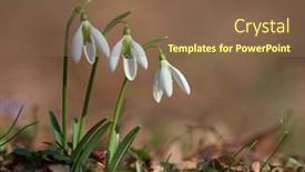  Presentation with snowdrop - Cool new slide deck with spring flowers- white snowdrop in the forest backdrop and a violet colored foreground