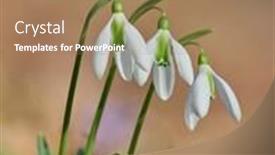  Presentation with snowdrop - PPT theme enhanced with spring flowers- white snowdrop in the forest background and a coral colored foreground