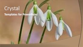  Presentation with snowdrop - PPT theme with spring-flowers-white-snowdrop background and a coral colored foreground