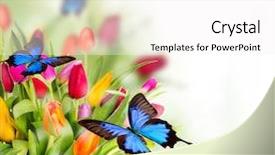  Presentation with butterflies - Audience pleasing PPT theme consisting of winery near blenheim new zealand backdrop and a  colored foreground.