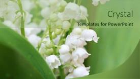  Presentation with spring - Beautiful slide set featuring spring-flowers backdrop and a mint green colored foreground