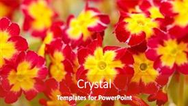  Presentation with jasmine spring flowers - PPT theme featuring spring-flowers background and a crimson colored foreground