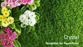  Presentation with jasmine spring flowers - Beautiful slide deck featuring spring flowers backdrop and a forest green colored foreground