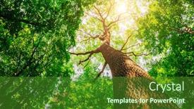  Presentation with green nature - PPT layouts enhanced with spring-forest-trees-nature-green background and a forest green colored foreground