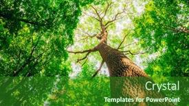  Presentation with green nature - Slides enhanced with spring-forest-trees-nature-green background and a forest green colored foreground