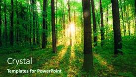  Presentation with green nature - Beautiful slide set featuring spring-forest-trees-nature-green backdrop and a tawny brown colored foreground