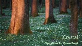  Presentation with white flowers - Theme with spring-forest-with-white-flowers background and a ocean colored foreground