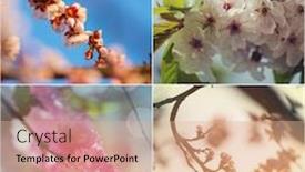  Presentation with springtime - Beautiful PPT theme featuring spring-garden-collage-blossoming-tree backdrop and a coral colored foreground