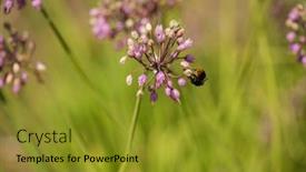 Presentation with plants - Presentation design with spring-garden-design-with-perennial background and a gold colored foreground