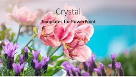  Presentation with lavender - Presentation theme with spring-garden-design-with-tulips background and a  colored foreground