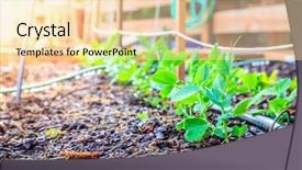  Presentation with vegetable garden - Audience pleasing PPT layouts consisting of spring garden backdrop and a lemonade colored foreground