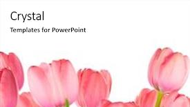  Presentation with border pink - Slide deck consisting of spring gentle light-pink tulips border isolated on white background background and a white colored foreground