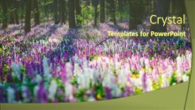 Presentation with spectacular - PPT theme consisting of spring-glade-in-forest background and a tawny brown colored foreground