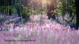  Presentation with spectacular - Presentation design consisting of spring-glade-in-forest background and a light blue colored foreground