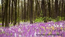  Presentation with spectacular - Presentation theme featuring spring-glade-in-forest background and a  colored foreground