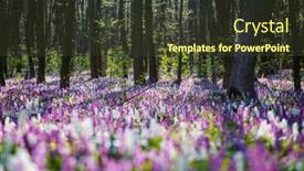  Presentation with spectacular - Slides having spring-glade-in-forest background and a  colored foreground