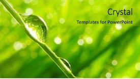  Presentation with green morning - Audience pleasing PPT theme consisting of spring grass natural background backdrop and a gold colored foreground