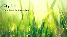  Presentation with soft focus abstract nature - Amazing theme having spring grass with dew drop backdrop and a blonde colored foreground