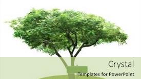  Presentation with spring tree - Slides having spring-green-tree background and a mint green colored foreground