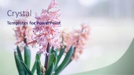  Presentation with pastel - Cool new theme with spring-hyacinth-in-light-pastel backdrop and a sky blue colored foreground
