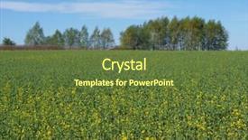  Presentation with rapeseed - Slides with spring in countryside filed of young rapeseed fresh green background and a tawny brown colored foreground