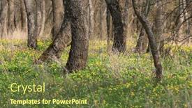  Presentation with first - Presentation theme enhanced with spring-in-forest-first-spring background and a tawny brown colored foreground