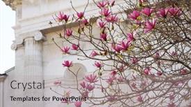  Presentation with magnolia - Presentation theme consisting of spring-in-italy-magnolia-flowers background and a mint green colored foreground