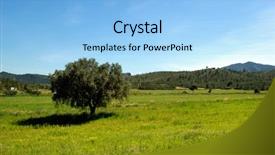  Presentation with olive tree - Amazing slides having spring in spain field view with old olive tree poppies and wild flowers backdrop and a light blue colored foreground