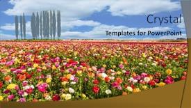  Presentation with tourism - Colorful slide set enhanced with spring in the south of israel easter week picturesque field of flowering colorful buttercups concept of active and ecological tourism backdrop and a light blue colored foreground