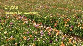  Presentation with israel - PPT theme featuring spring-in-the-south background and a tawny brown colored foreground