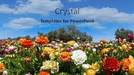  Presentation with israel - Presentation theme with spring-in-the-south background and a teal colored foreground