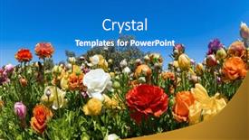  Presentation with israel - Slide deck having spring-in-the-south background and a teal colored foreground