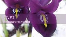  Presentation with iris - Beautiful theme featuring spring-iris-blooming-through backdrop and a violet colored foreground