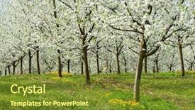  Presentation with fruit tree - PPT layouts featuring spring is a beautiful time background and a  colored foreground